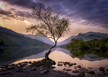 Solitary Tree by the Lake