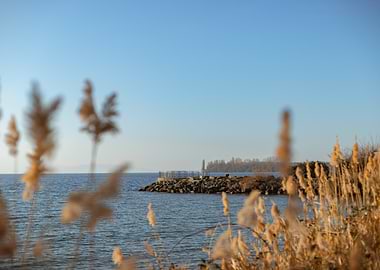 Leman Lake View with Reeds