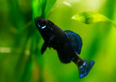 fish of florida- Elassoma gilberti