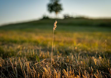 Single Grass Blade at Sunset