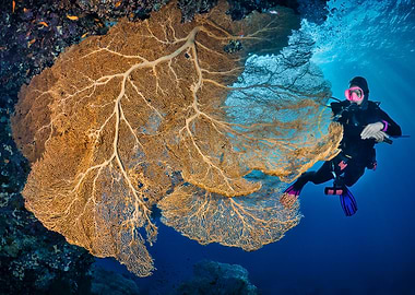 Scuba Diver and Sea Fan