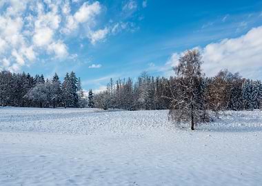 Snowy Forest Landscape