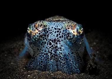 Bobtail Squid Close-Up
