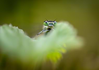 Damselfly Close-Up