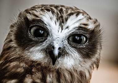 Close-up Owl Portrait