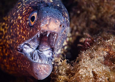 Moray Eel Close-Up