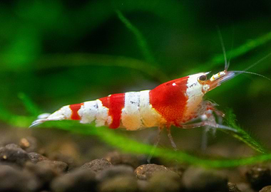 Red Bee Shrimp