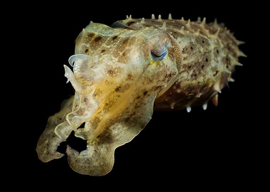Cuttlefish Close-Up