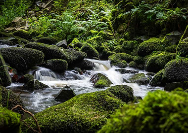 Calming Moss Covered Forest Stream