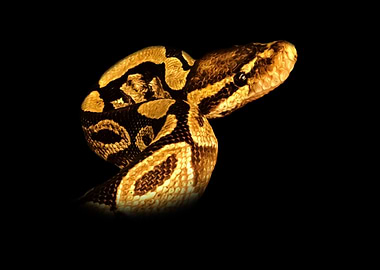Python Snake