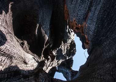 Hollow Tree Trunk