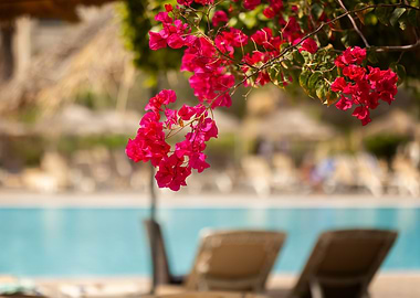 Pink Flowers by Pool