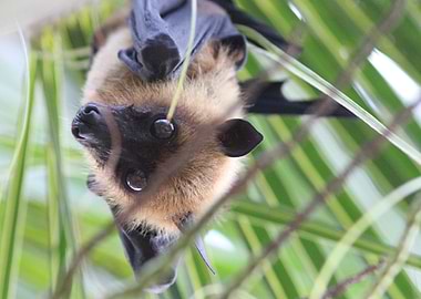 Flying Fox Bat Close-Up