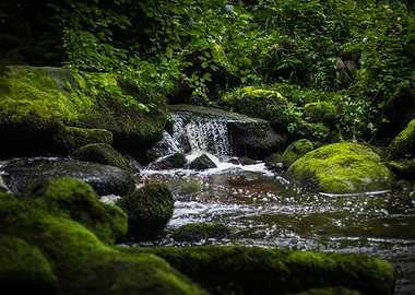 Forest Stream Frozen In Time