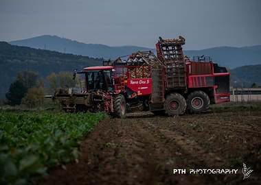 Red Harvester in Field