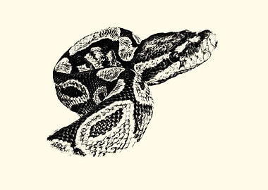 Black and White Snake Illustration