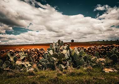 Cactus Field Landscape