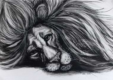 Charcoal Lounging Lion