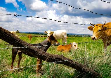 Dog and Cows by Fence