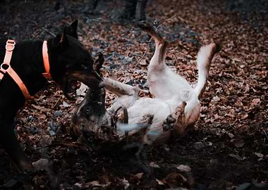 Dogs Playing in Forest