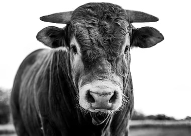 Bull Close-Up