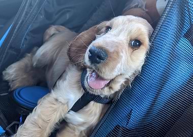 Happy Cocker Spaniel Puppy
