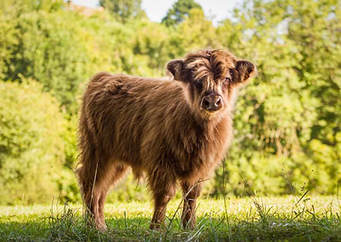 Highland Calf in Meadow