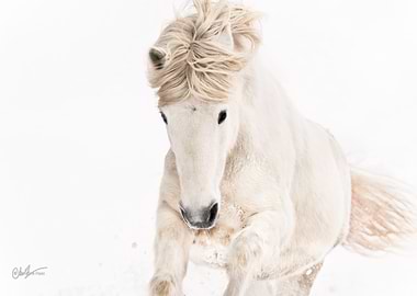 White Horse galopping in Snow