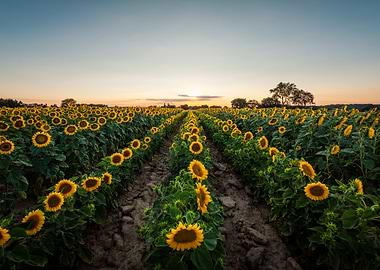 Sunflowers at Sunset