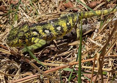 Chameleon in Grass
