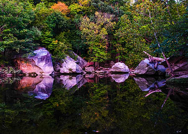 Reflective Forest Stream