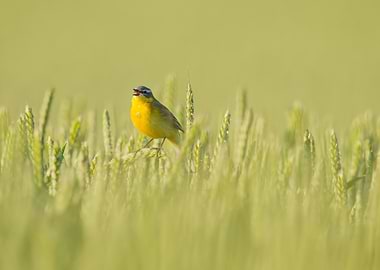 Yellow Wagtail in Wheat Field