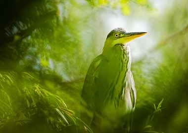 Green Heron in Foliage