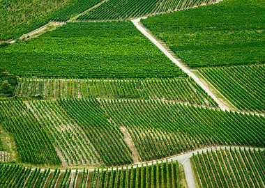 Vineyard Aerial View