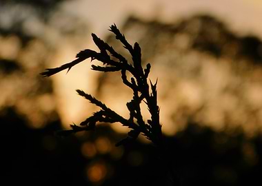 Silhouette of a Branch