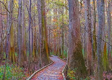 Forest Path in Autumn