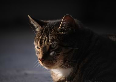 Tabby Cat Portrait