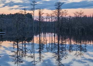 Cypress Trees Reflection