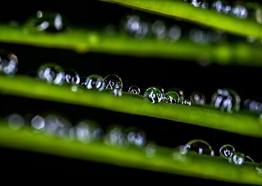 Dew Drops on Green Leaves