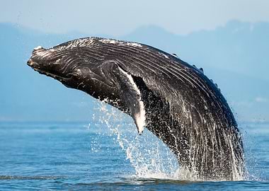 Ocean Humpback Whale