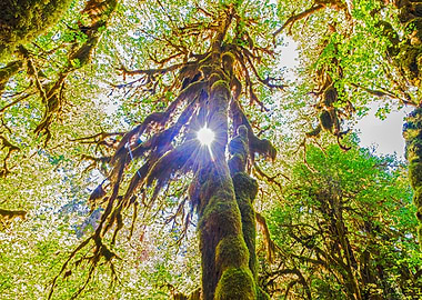 Sunlight Through Forest Canopy