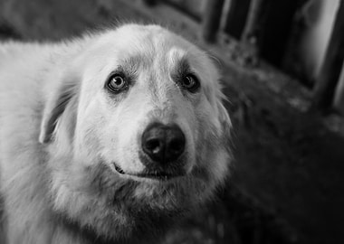 White Dog Portrait
