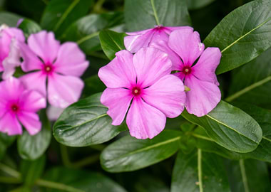 Pink Flowers with Green Leaves