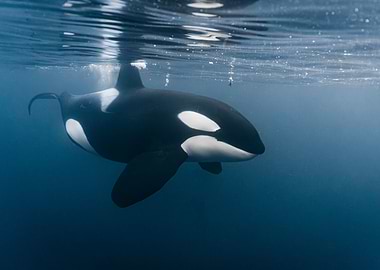 Orca Swimming Oean