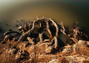 Twisted Tree Roots in Water