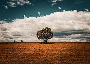 Lone Tree in Field
