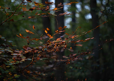 Autumn Leaves in Forest