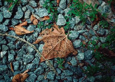 Leaf on Gravel Path