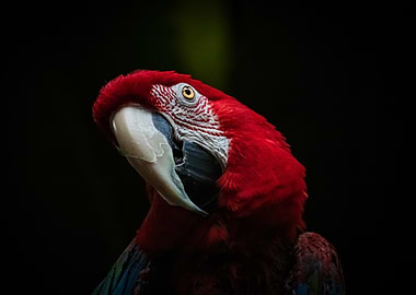 Scarlet Macaw Portrait