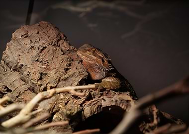 Bearded Dragon on Branch